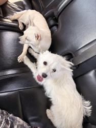Found/Stray Female Dog last seen Crystal lakes apmts, Meadowbrook, VA 23234