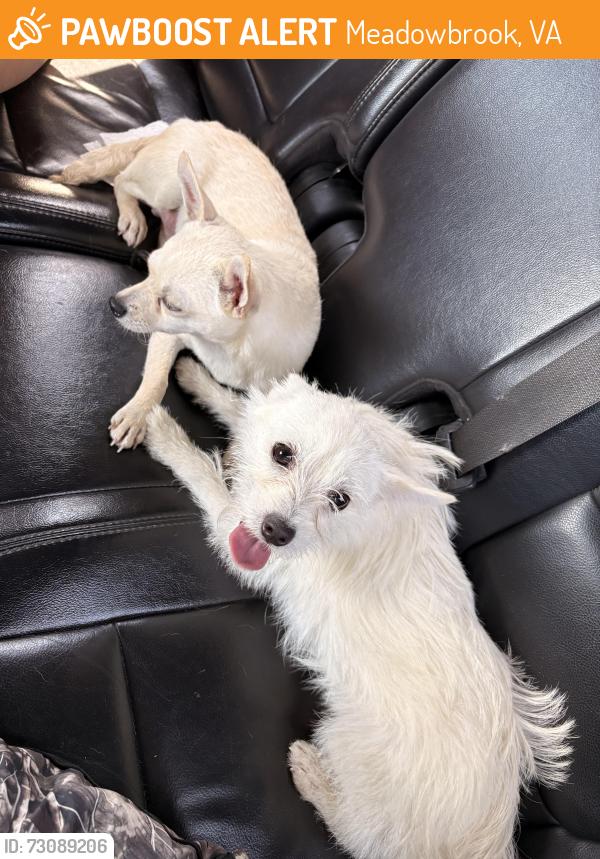 Found/Stray Female Dog last seen Crystal lakes apmts, Meadowbrook, VA 23234