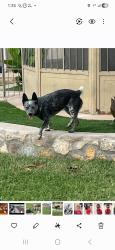 Lost Male Dog last seen Middle drain & Bowmen, Socorro, TX 79927
