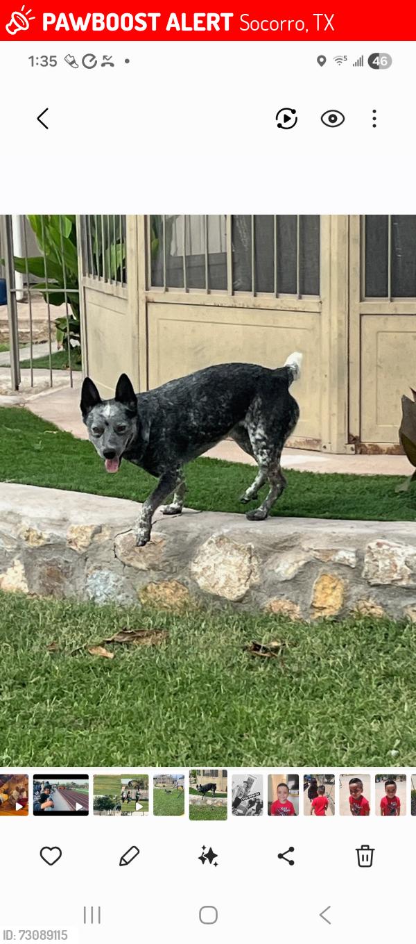 Lost Male Dog last seen Middle drain & Bowmen, Socorro, TX 79927