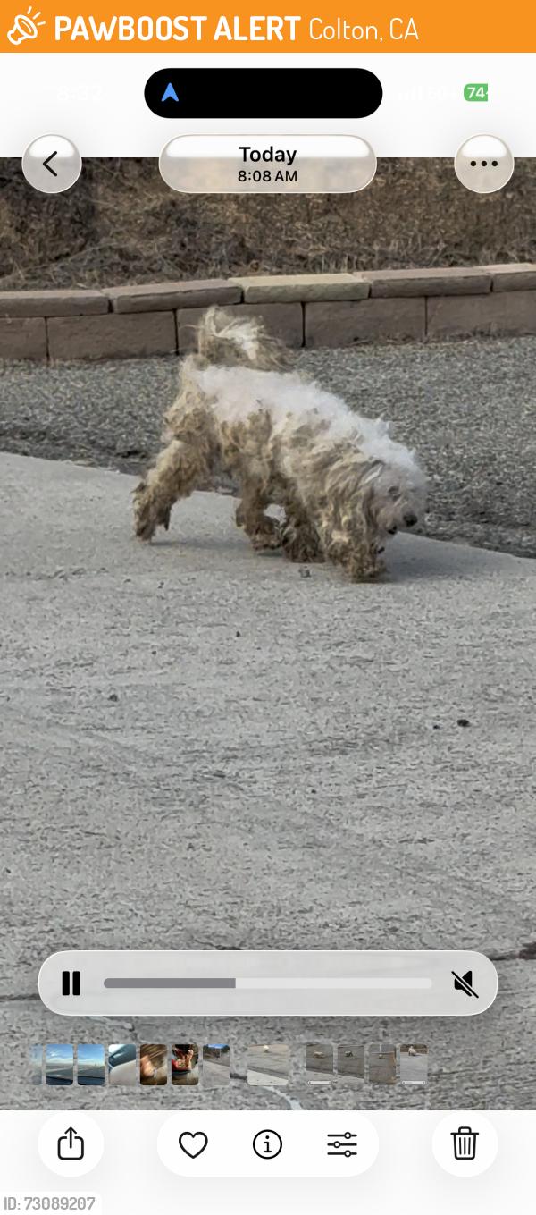 Found/Stray Unknown Dog last seen Richie Canyon, Colton, CA 92324