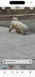 Found/Stray Unknown Dog last seen Richie Canyon, Colton, CA 92324