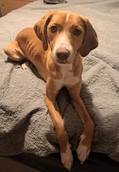 Lost Female Dog last seen Wedgewood, Currituck County, NC 27958