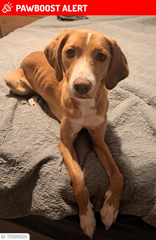 Lost Female Dog last seen Wedgewood, Currituck County, NC 27958