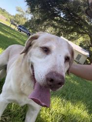 Reunited Male Dog last seen Near County Road 140, Flint, TX 75762