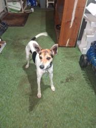Found/Stray Female Dog last seen Highway 394, Washtenaw County, MI 48105