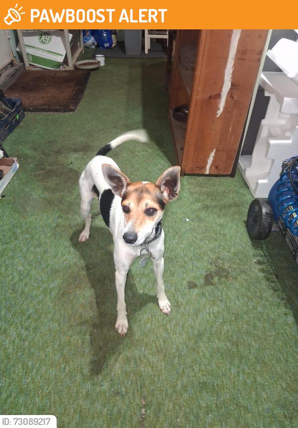 Found/Stray Female Dog last seen Highway 394, Washtenaw County, MI 48105