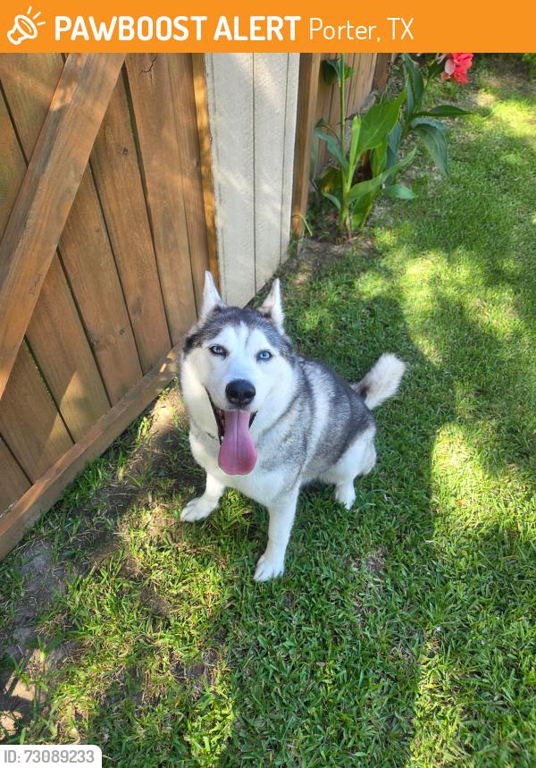Found/Stray Female Dog last seen Ford road, Porter, TX 77365