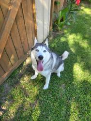 Found/Stray Female Dog last seen Ford road, Porter, TX 77365