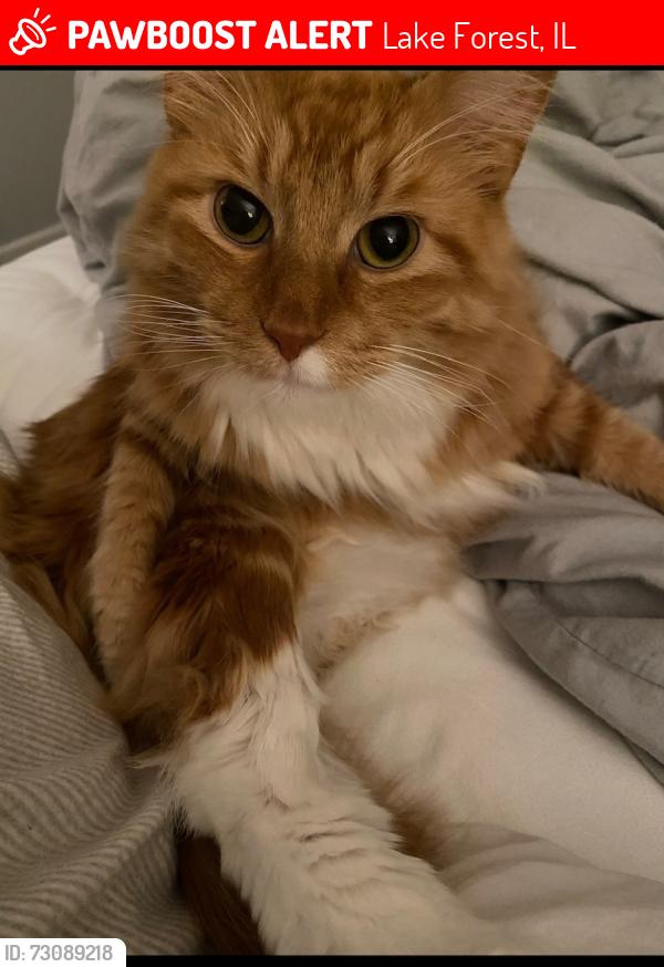 Lost Male Cat last seen Wild Rose Lane & Lawrence Avenue, Lake Forest, IL 60045