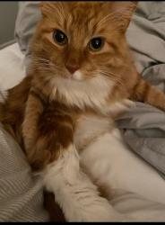 Lost Male Cat last seen Wild Rose Lane & Lawrence Avenue, Lake Forest, IL 60045