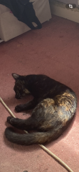 Reunited Female Cat last seen Forsbrook, Forsbrook, England 