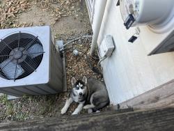 Found/Stray Unknown Dog last seen Hilliard rd and Galaxy, Henrico, VA 23228
