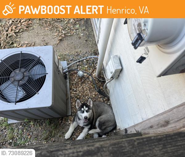 Found/Stray Unknown Dog last seen Hilliard rd and Galaxy, Henrico, VA 23228