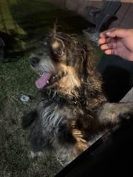 Found/Stray Male Dog last seen Barnwall and graystone, Norwalk, CA 90650