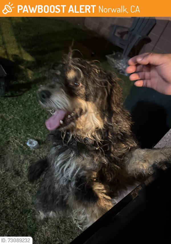 Found/Stray Male Dog last seen Barnwall and graystone, Norwalk, CA 90650