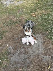 Lost Female Dog last seen Village Green Manatee Ave and 75th Street West, Bradenton, FL 34209