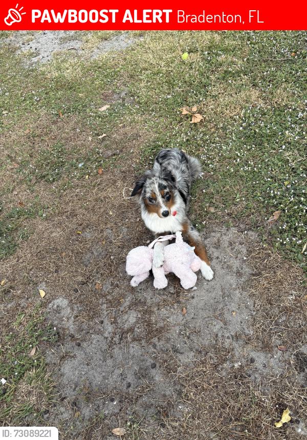 Lost Female Dog last seen Village Green Manatee Ave and 75th Street West, Bradenton, FL 34209