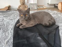 Lost Male Cat last seen The Stag pub, Walton, England WA4 6EG