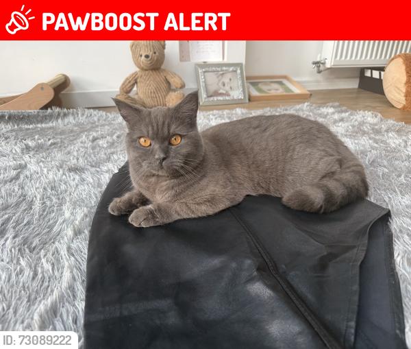 Lost Male Cat last seen The Stag pub, Walton, England WA4 6EG