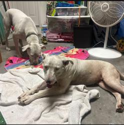Reunited Male Dog last seen SE Landfill Hillsborough County, Lithia, FL 33547