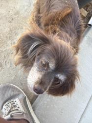 Found/Stray Unknown Dog last seen Bonadelle Neigborhood, Bakersfield, CA 93314