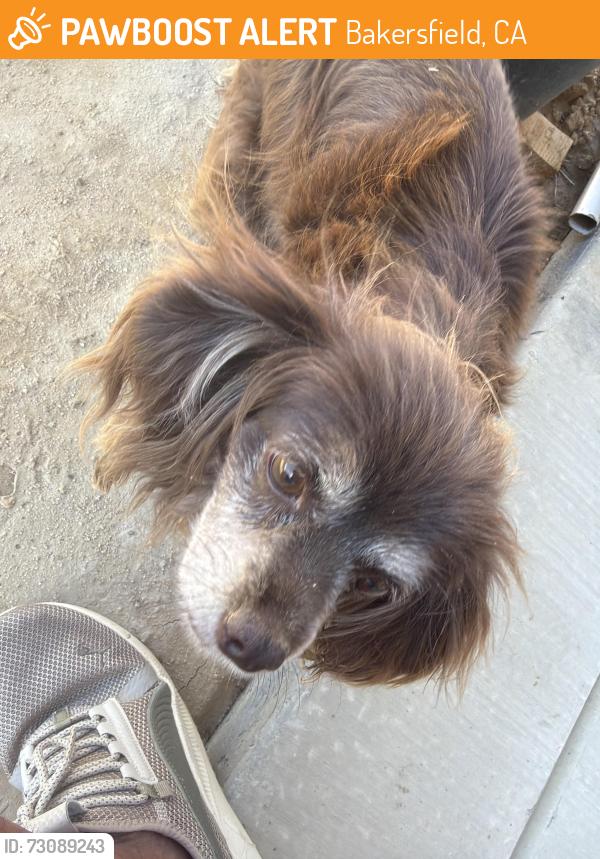 Found/Stray Unknown Dog last seen Bonadelle Neigborhood, Bakersfield, CA 93314