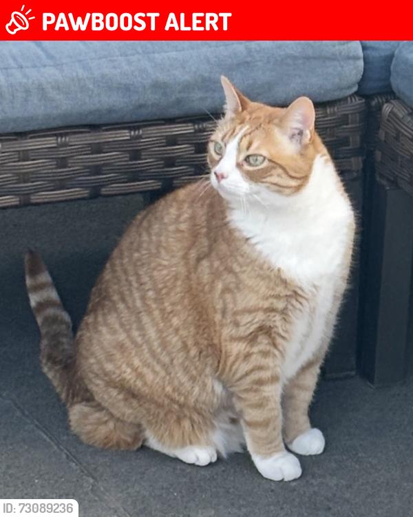 Lost Male Cat last seen Pockwock Road, Upper Hammonds Plains, NS B4B 2L7