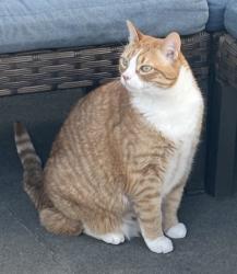 Lost Male Cat last seen Pockwock Road, Upper Hammonds Plains, NS B4B 2L7