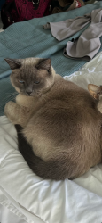 Reunited Male Cat last seen Aston Hall / Sutton Lakes, Jacksonville, FL 32246
