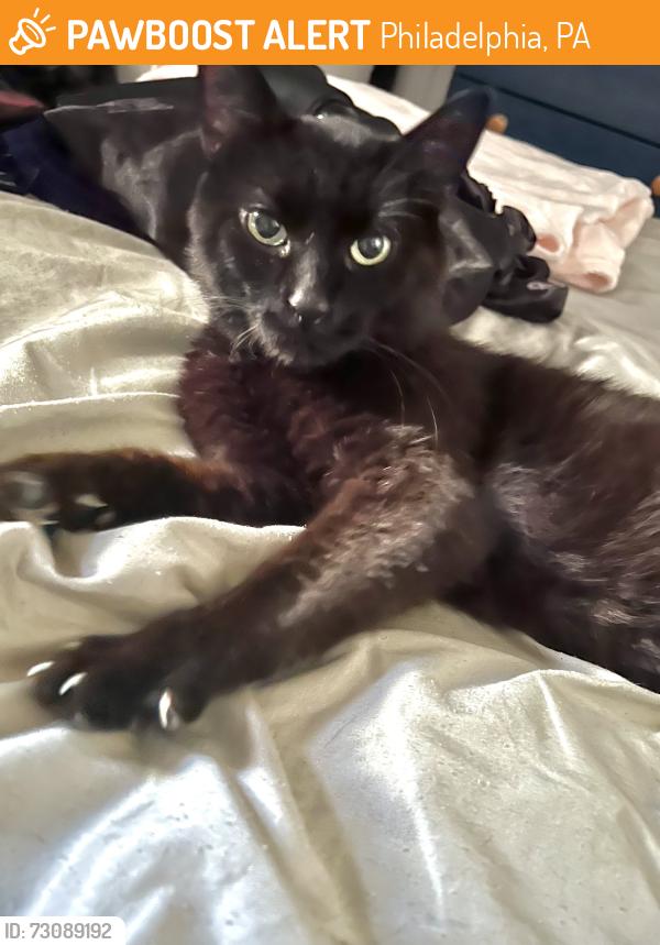 Found/Stray Male Cat last seen S. 64th St. and Lindbergh Blvd., Philadelphia, PA 19142, Philadelphia, PA 19142