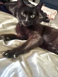 Found/Stray Male Cat last seen S. 64th St. and Lindbergh Blvd., Philadelphia, PA 19142, Philadelphia, PA 19142