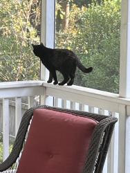 Lost Male Cat last seen High hse, Cary, NC 27519