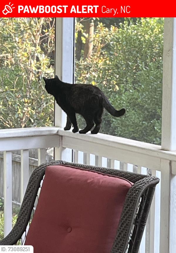 Lost Male Cat last seen High hse, Cary, NC 27519