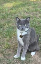 Reunited Male Cat last seen WS, Broken Arrow, OK 74012