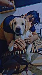 Lost Male Dog last seen Near gaur Siddhartham , Ghaziabad, UP 201009