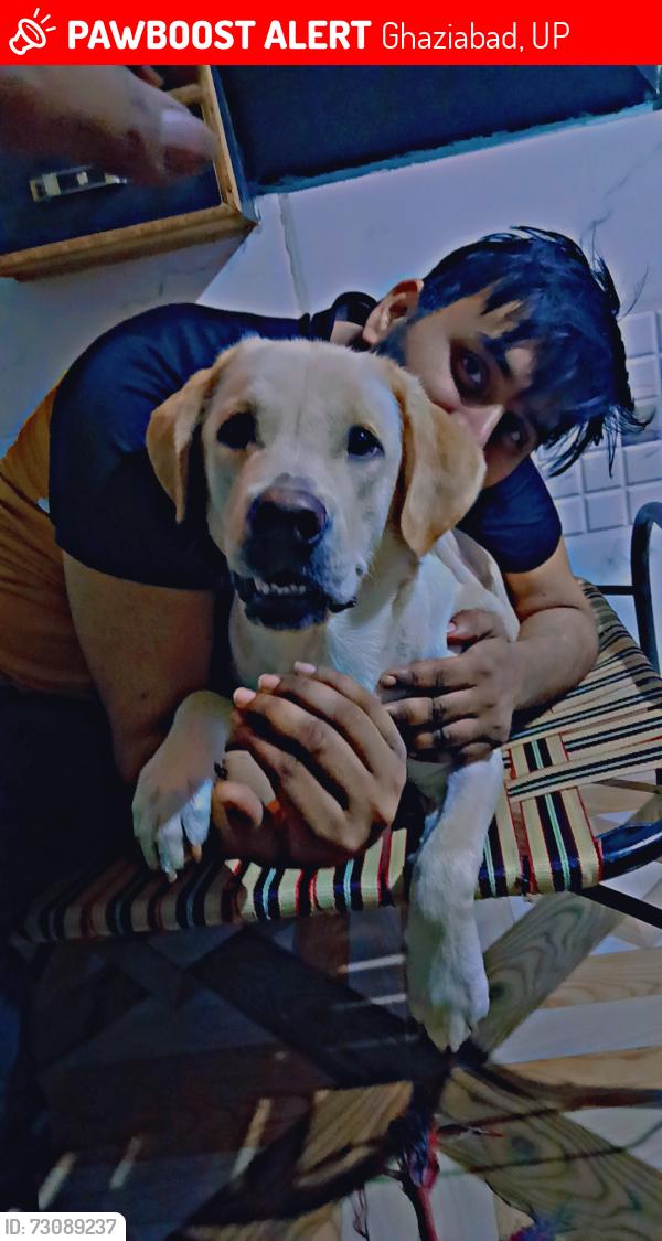 Lost Male Dog last seen Near gaur Siddhartham , Ghaziabad, UP 201009