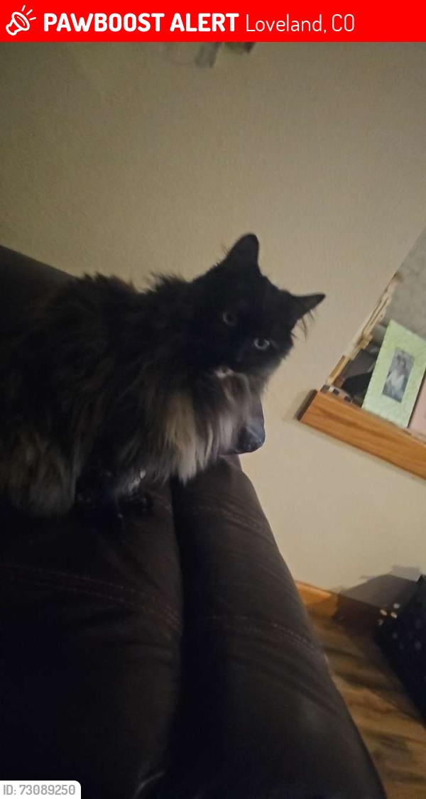 Lost Female Cat last seen Wilson to the firestation or Walt Clark Middle School, Loveland, CO 80537