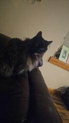 Lost Female Cat last seen Wilson to the firestation or Walt Clark Middle School, Loveland, CO 80537