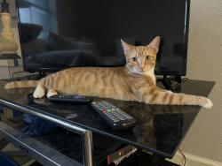 Lost Female Cat last seen John Albert & Marnie Ln , Houston, TX 77076