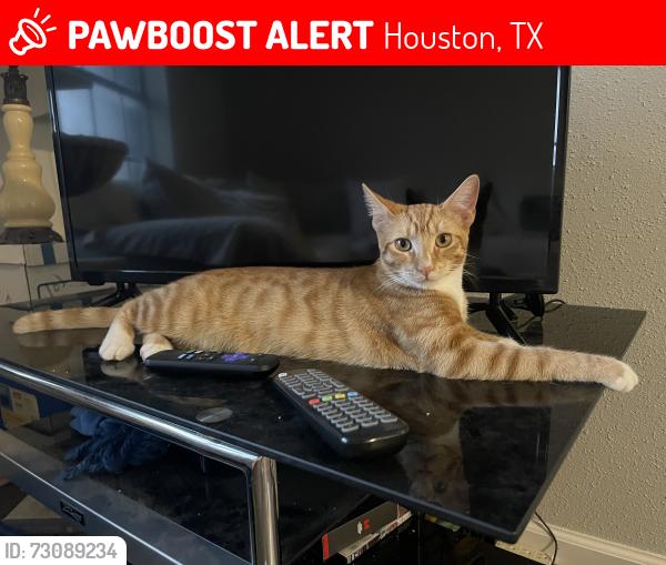 Lost Female Cat last seen John Albert & Marnie Ln , Houston, TX 77076