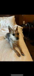 Lost Female Dog last seen SW 89th & PENN, Oklahoma City, OK 73159