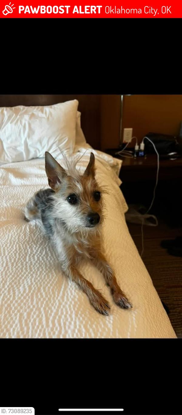 Lost Female Dog last seen SW 89th & PENN, Oklahoma City, OK 73159