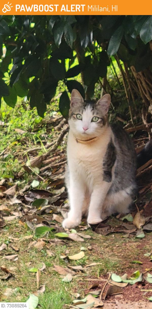 Found/Stray Unknown Cat last seen Ikaloa Street, Mililani, HI 96789