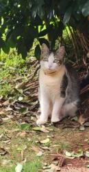 Found/Stray Unknown Cat last seen Ikaloa Street, Mililani, HI 96789