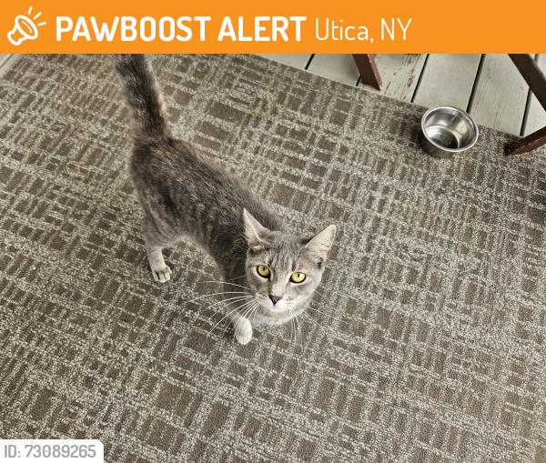 Found/Stray Unknown Cat last seen South street, Utica, NY 13501