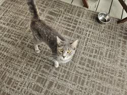 Found/Stray Unknown Cat last seen South street, Utica, NY 13501