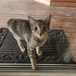 Found/Stray Unknown Cat last seen Near th and 8 th ave South, Des Moines, WA 98148