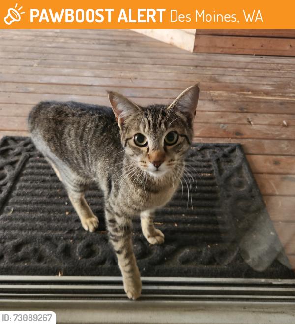 Found/Stray Unknown Cat last seen Near th and 8 th ave South, Des Moines, WA 98148