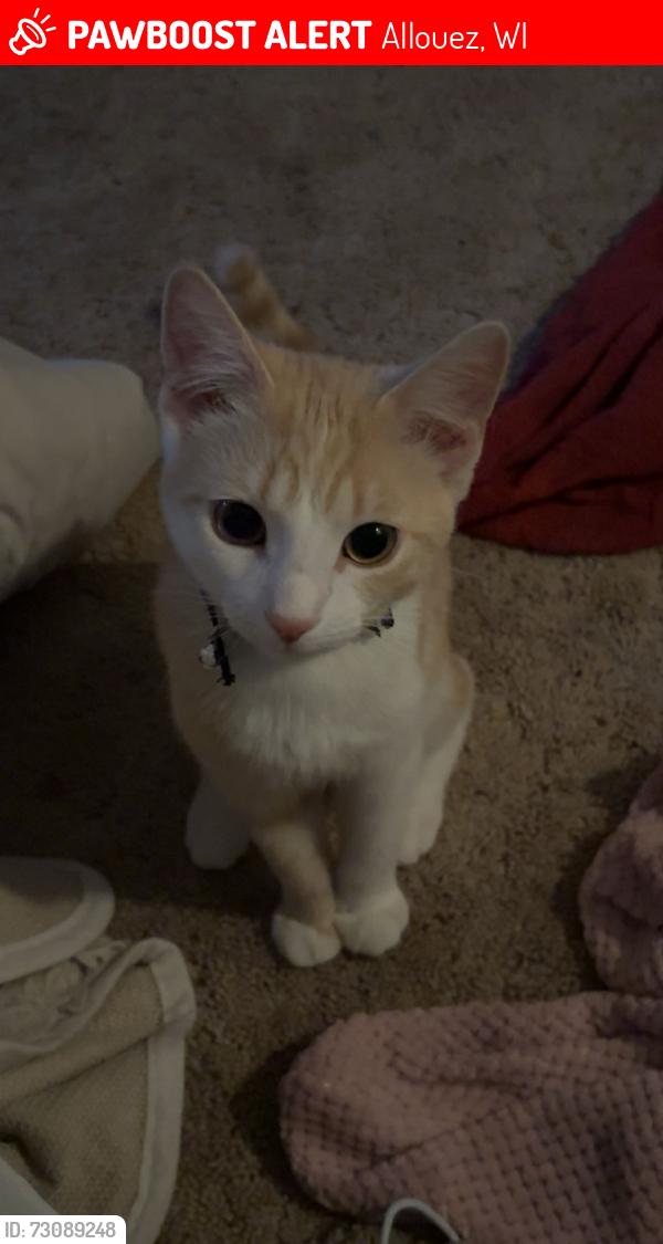 Lost Female Cat last seen Off of webster on fernwood ave, Allouez, WI 54301